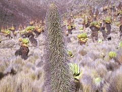 04A Lobelia Telekii Tall Wild Plant At Shipton Camp On The Mount Kenya Trek October 2000